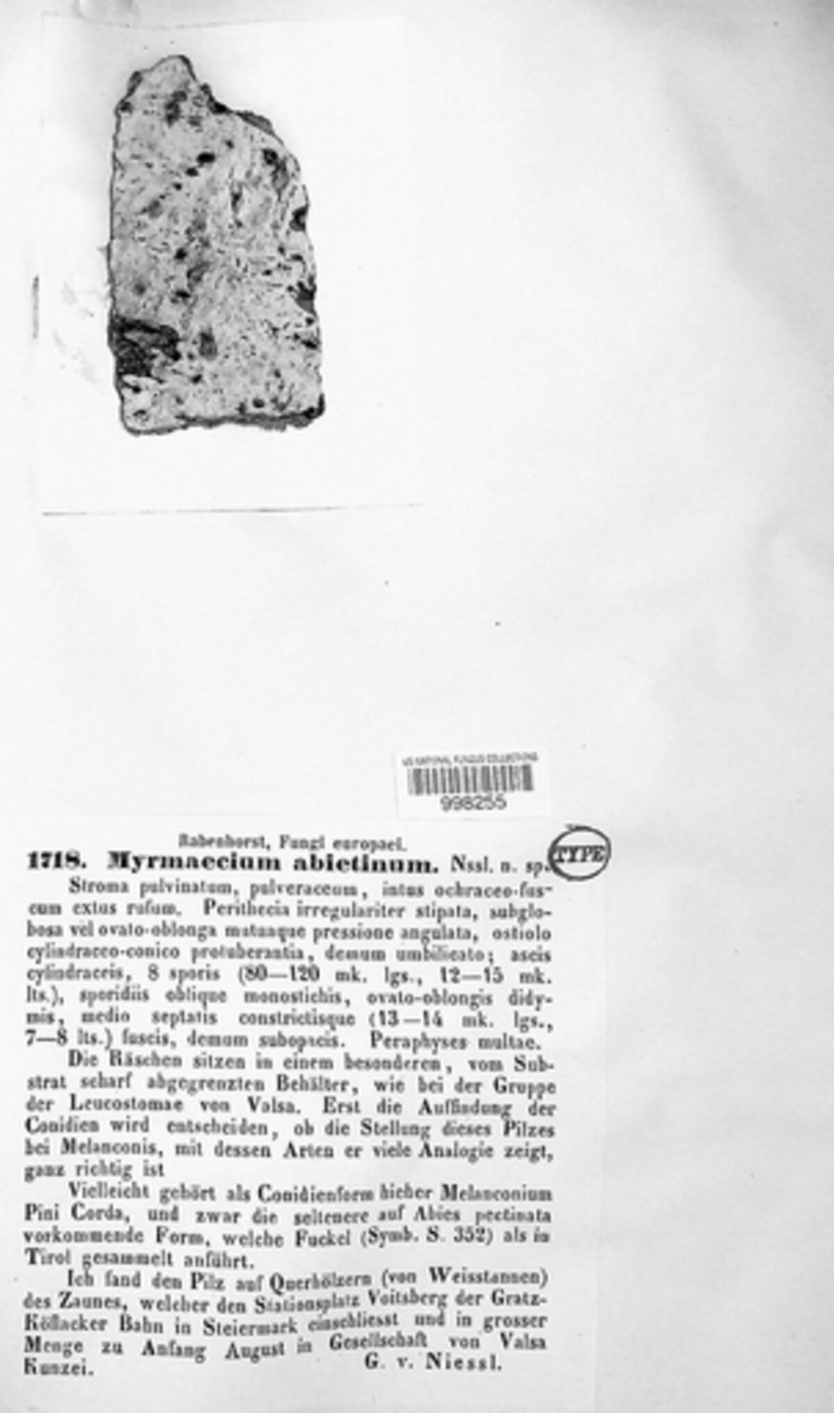 Myrmaecium rubricosum image
